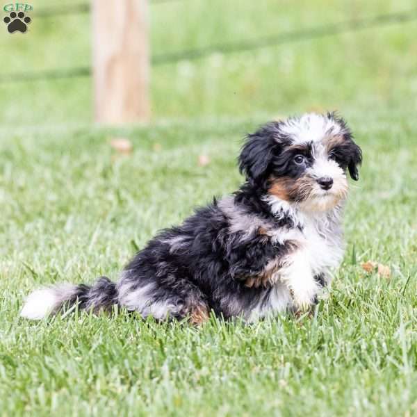 Eagle, Mini Bernedoodle Puppy